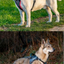 GENIUS HARNESS RED