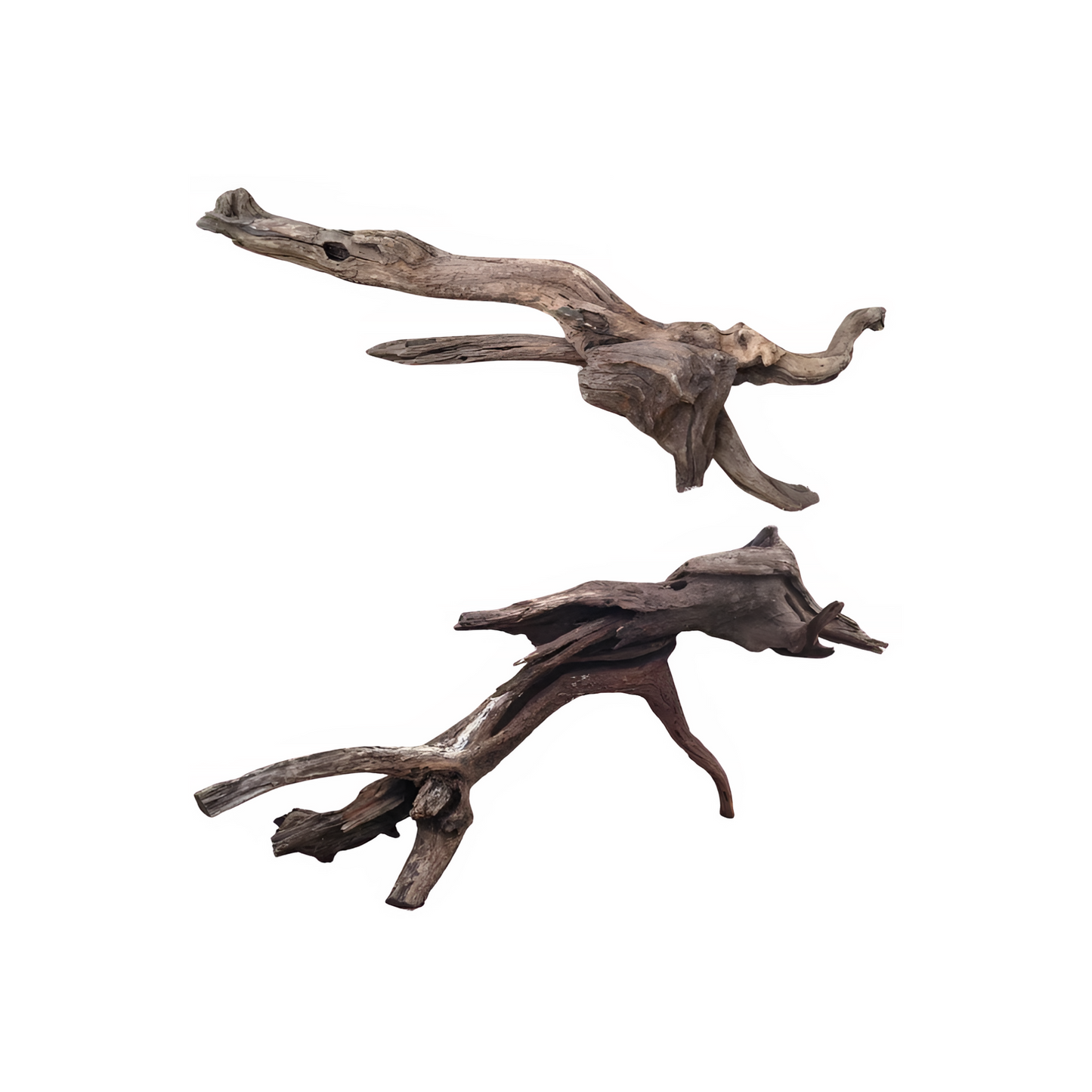GIANT DRIFT WOOD