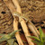 HABISTAT TEA TREE BRANCH