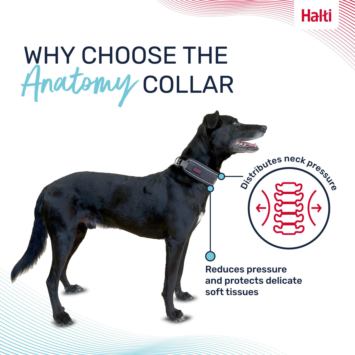 HALTI ANATOMY COLLAR MAGENTA