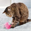 FLINGAROO TUTU ASSORTED