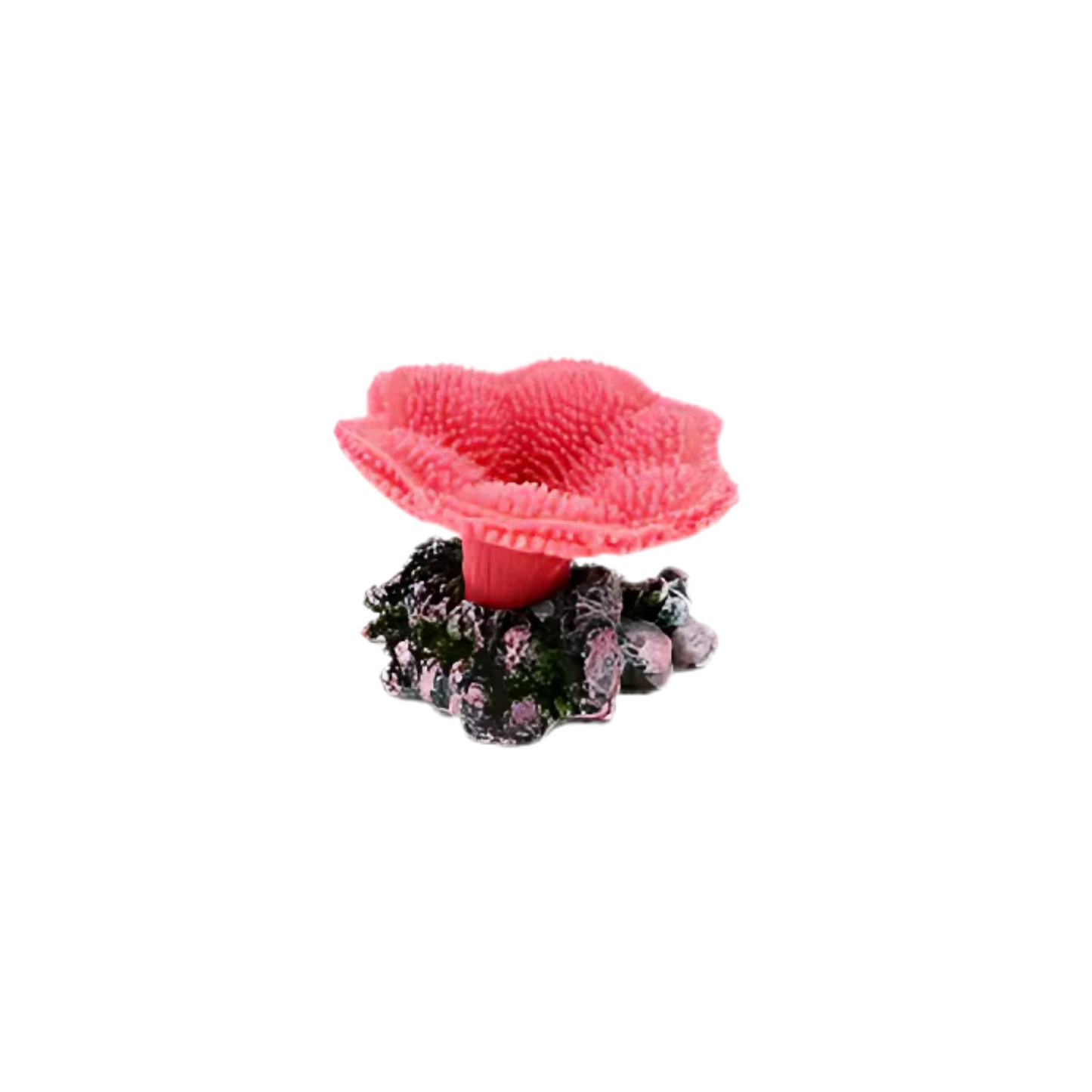 LEATHER CORAL, AQUARIUM DECOR