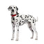 EYENIMAL DOG VIDEOCAM