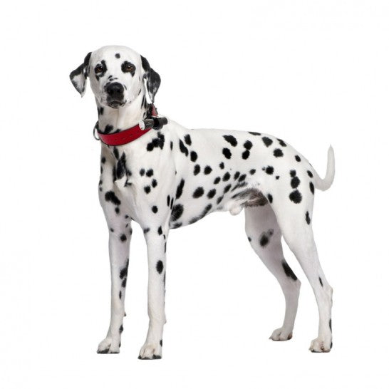 EYENIMAL DOG VIDEOCAM