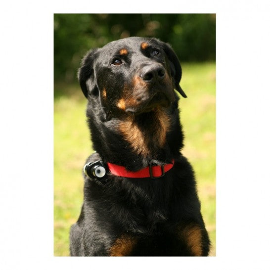 EYENIMAL DOG VIDEOCAM