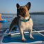 WAUDOG WATERPROOF DOG COLLAR