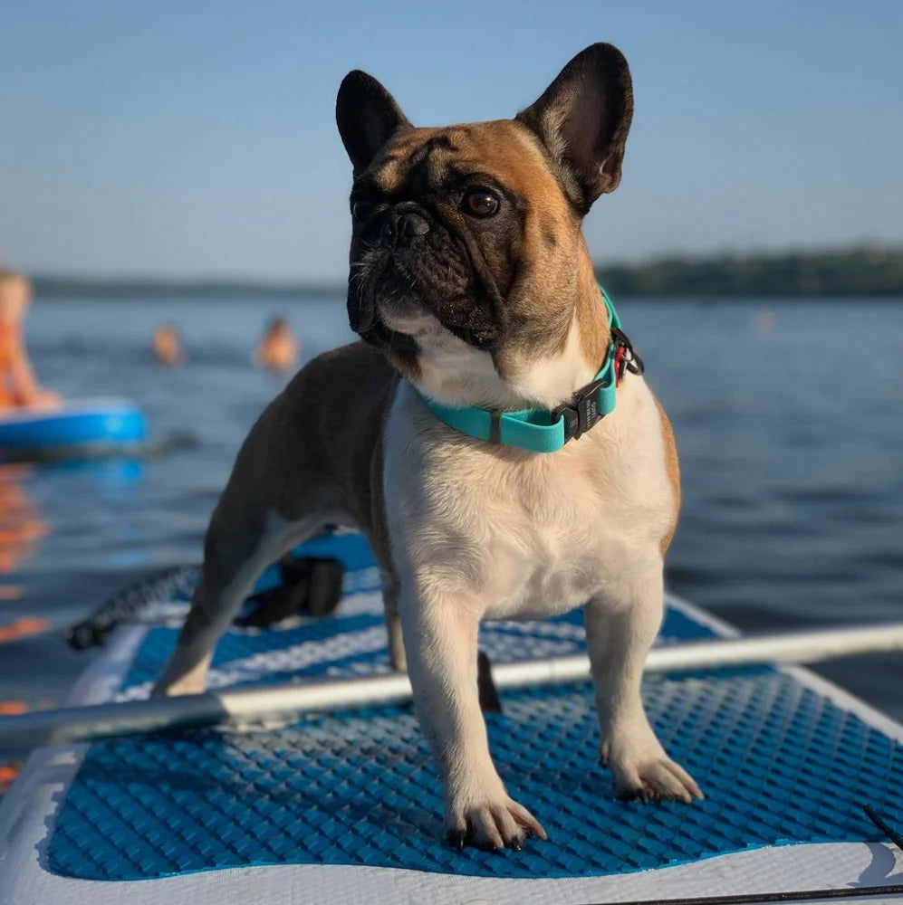 WAUDOG WATERPROOF DOG COLLAR