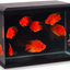 ICUBE AQUARIUM