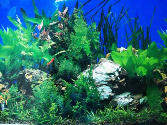 DOUBLE SIDED AQUARIUM  BACKGROUND