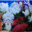 DOUBLE SIDED AQUARIUM  BACKGROUND