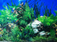 AQUARIUM  BACKGROUND