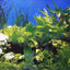 DOUBLE SIDED AQUARIUM  BACKGROUND