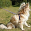 WAG N WALK DESIGNER LEATHER HARNESS FOR TOY & PUPPY DOGS