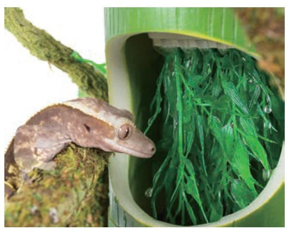 2 IN 1 BAMBOO DRINKING FOUNTAIN & FOOD DISH