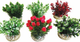 NANO BUSH NATURAL