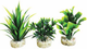MAGIC AQUA NATURALS
