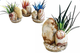 RAINBOW STONE PLANTS