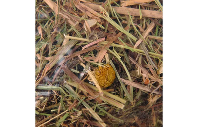 ΣΑΝΟΣ ΒΟΥΝΟΥ ΜΕ ΧΑΜΟΜΗΛΙ 500ΓΡ