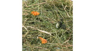 ΣΑΝΟΣ ΒΟΥΝΟΥ ΜΕ ΠΙΚΗΛΙΔΑ &amp; ΚΑΦΦΟΣ 500ΓΡ