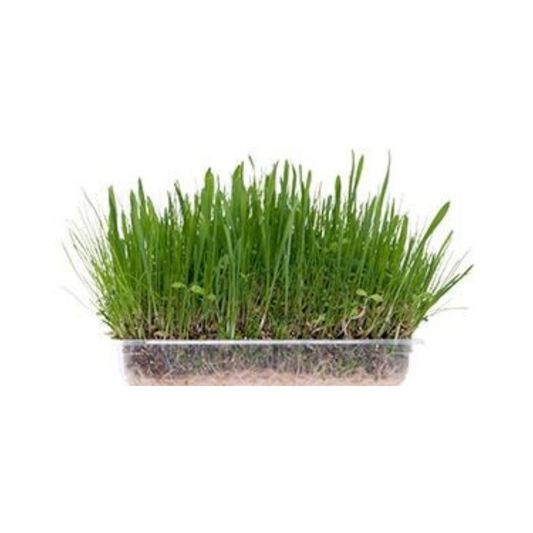 SOFT GRASS FOR RODENTS 90g
