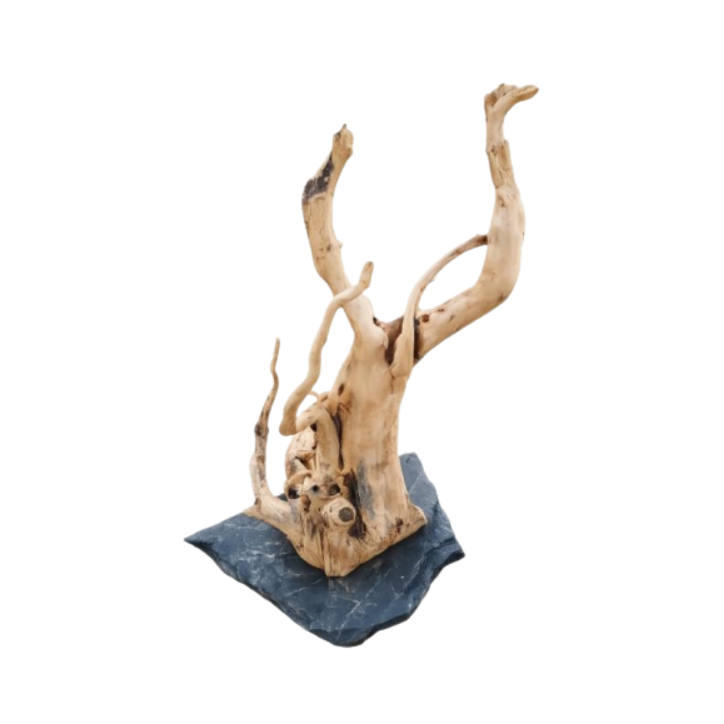 SPIDER ROOT ON SLATE ROCKS