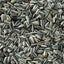 STRIPED SUNFLOWER SEED PREMIUM