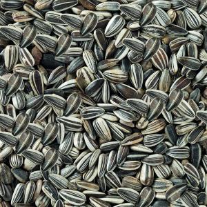 DN STRIPED SUNFLOWER 2.5KG
