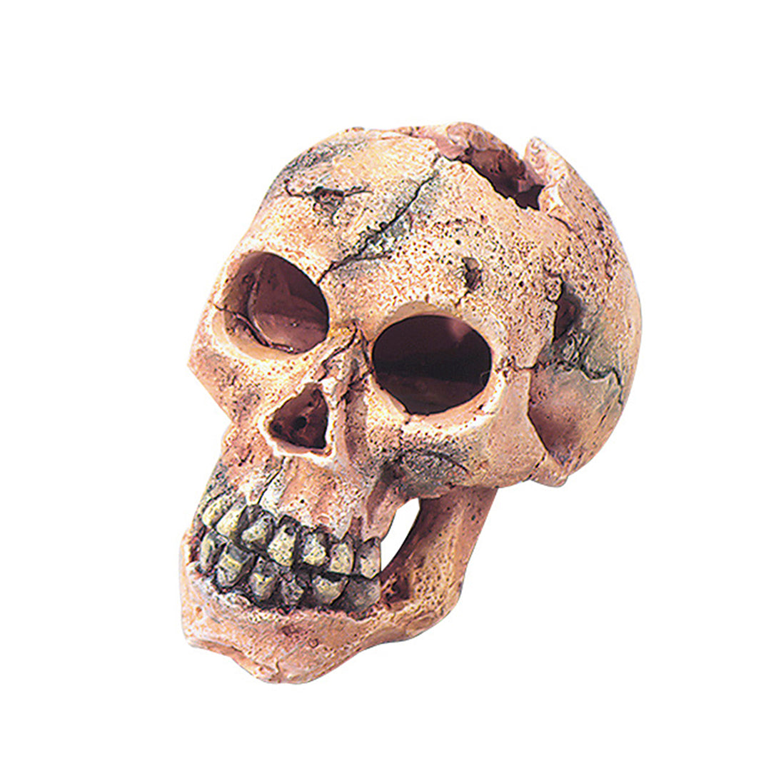 SKULL HEAD