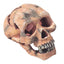 SKULL HEAD