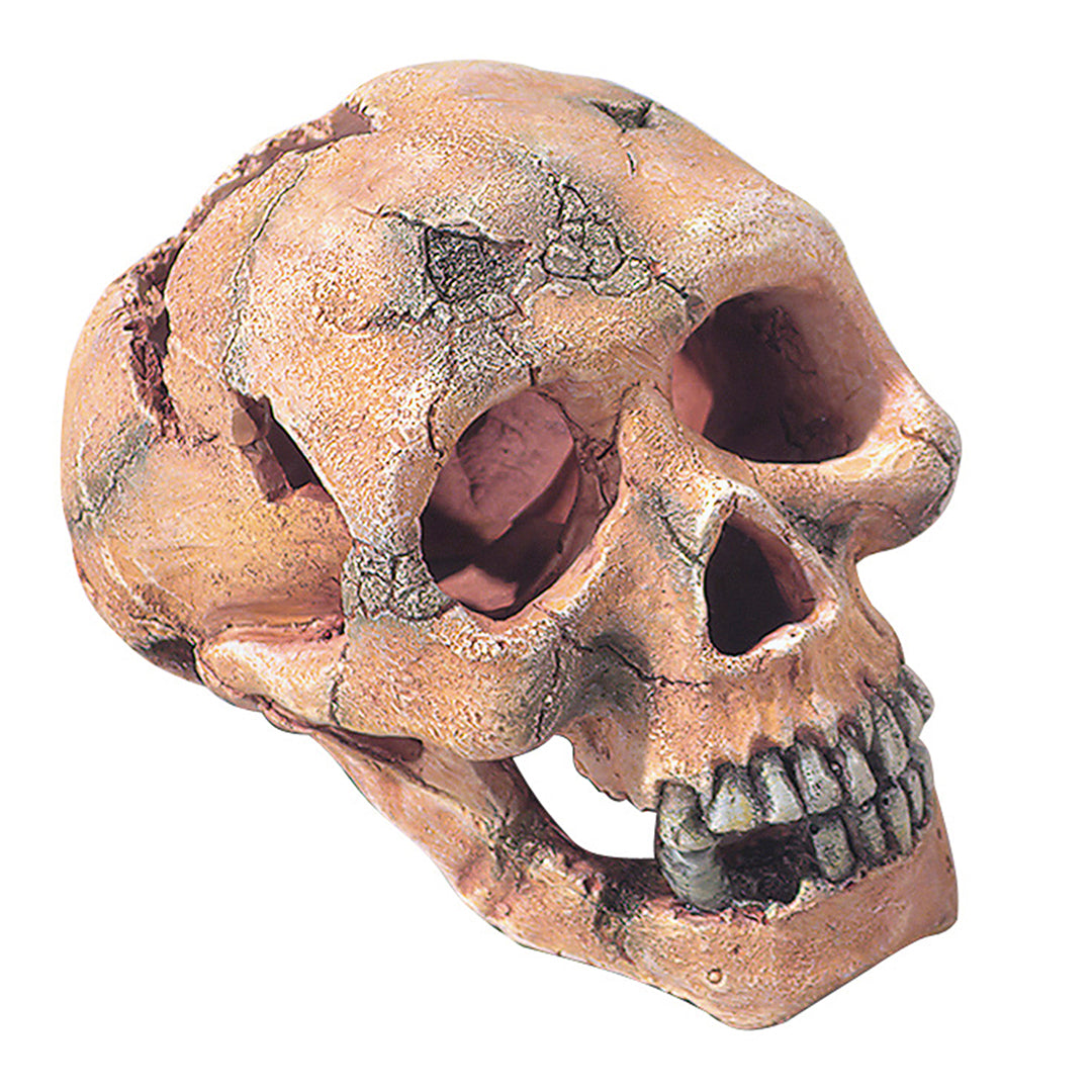 SKULL HEAD