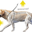 LUPI HARNESS