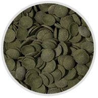 GREEN ALGAE WAFERS