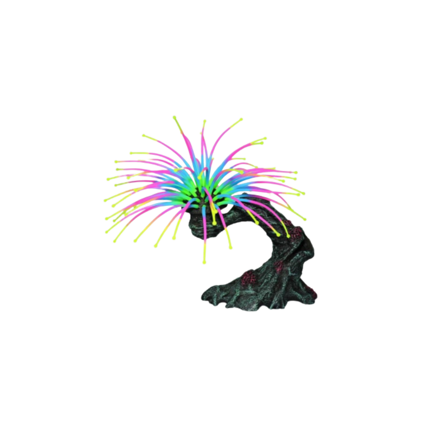 WORM FEATHER DUSTER, AQUARIUM DECOR