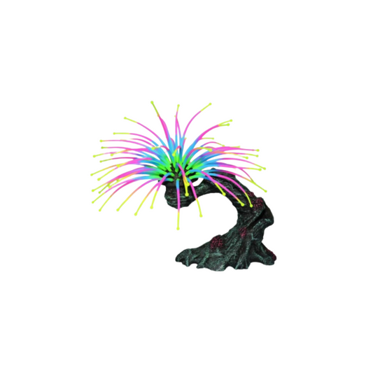 WORM FEATHER DUSTER, AQUARIUM DECOR