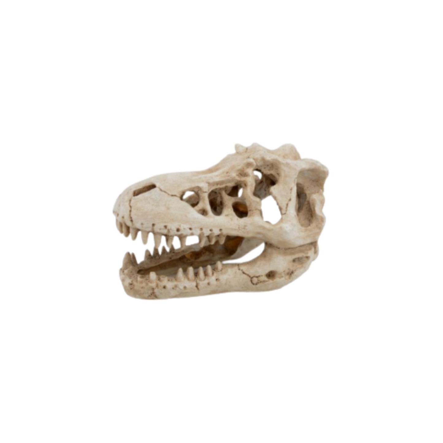 TYRANNOSAURUS REX T DINOSAUR SKULL DECOR