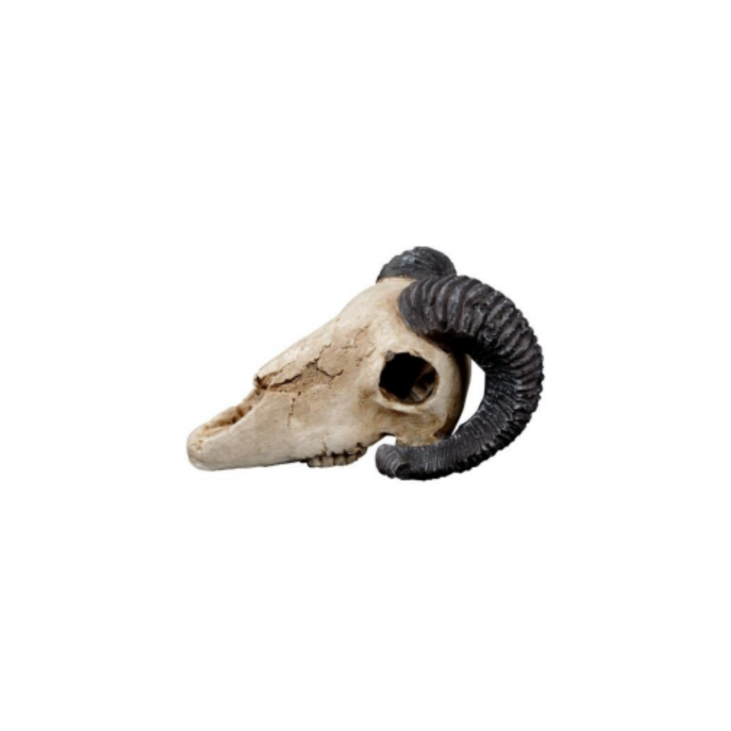 GOAT SKULL DÉCOR