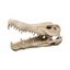 CROCODILE SKULL