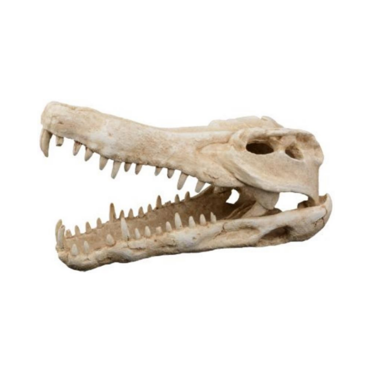 CROCODILE SKULL