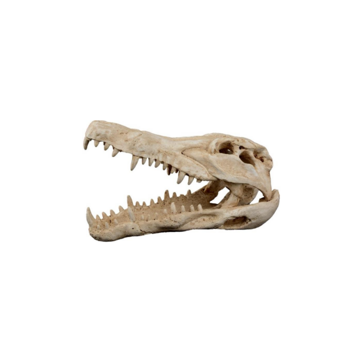 CROCODILE SKULL