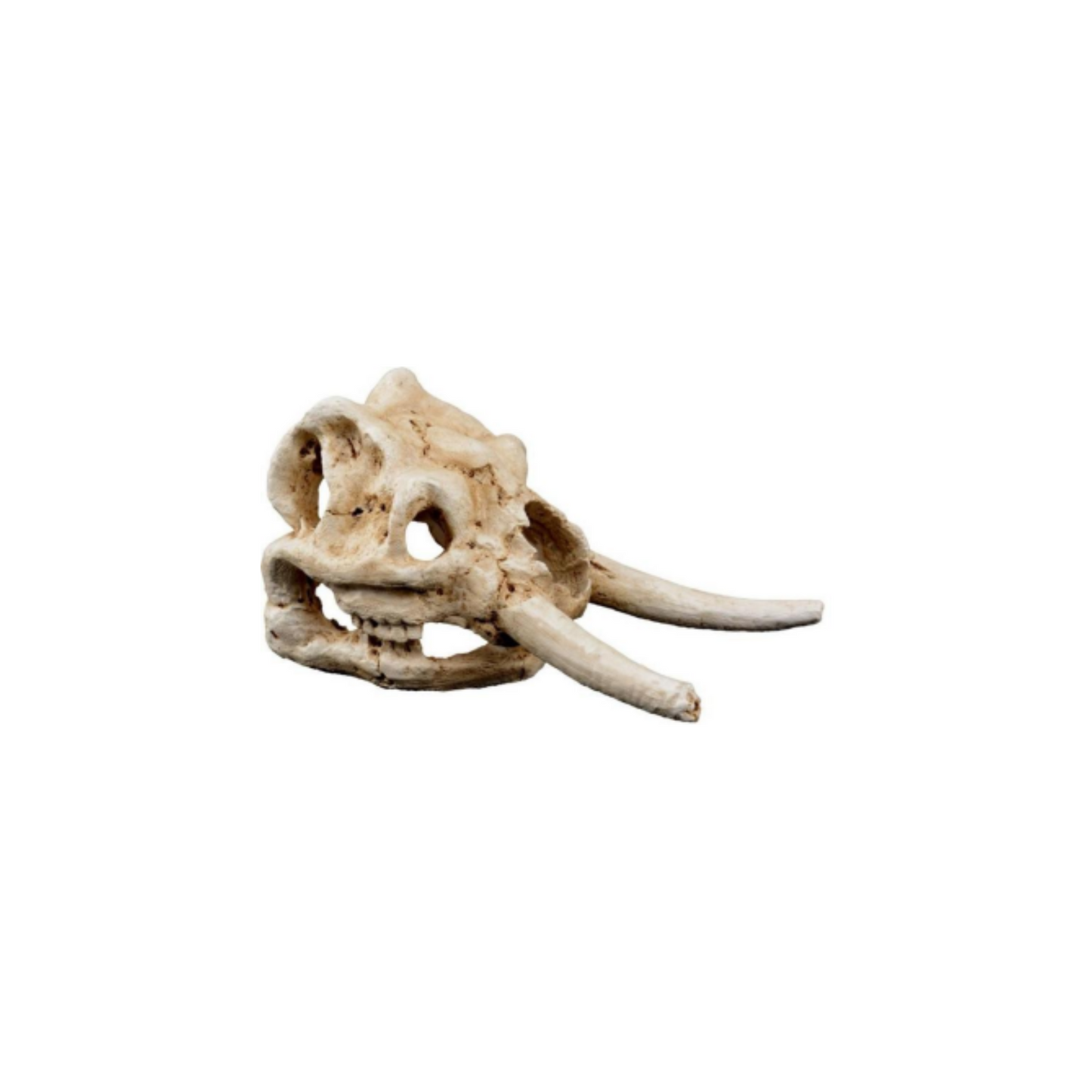 ELEPHANT SKULL DÉCOR