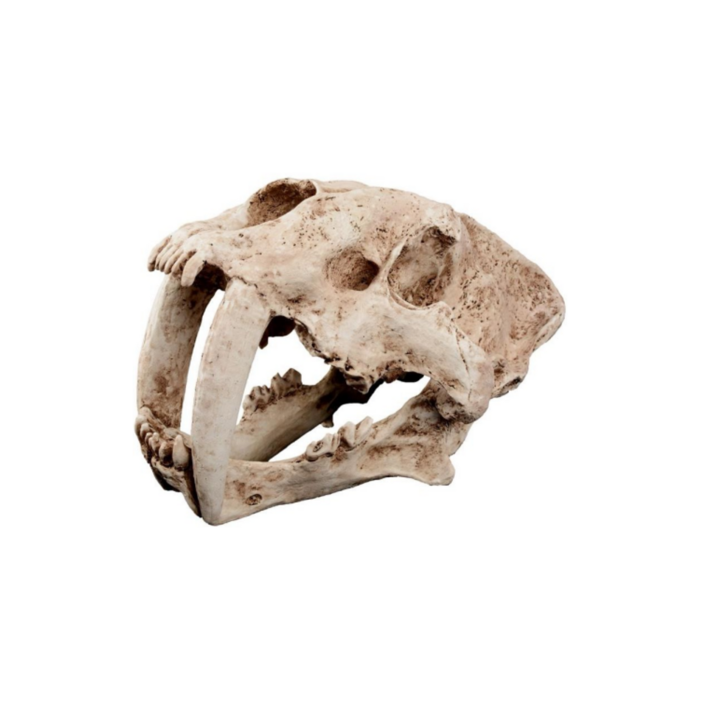 SABER TOOTH SKULL DÉCOR
