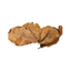 10pcs CATAPPA LEAVES