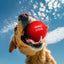 WAUDOG FUN RED BALL DOG TOY THERMOPLASTIC