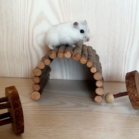 WOODEN RODENT BRIDGE