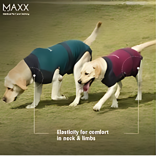 MAXX DOG RECOVERY PET SUIT