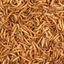 CHIX MEALWORMS