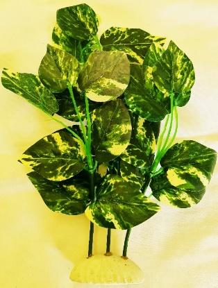 SILK PLANT GREEN & WHITE LEAF