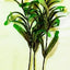 SILK PLANT 12” 30CM