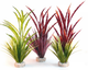 ATOLL GRASS