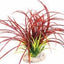 FAN GRASS